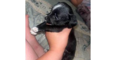 Chihuahua x Teacup Yorkie