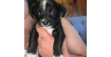 Chihuahua x Teacup Yorkie