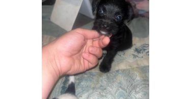 Chihuahua x Teacup Yorkie