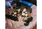8 Pocket Bully puppies available