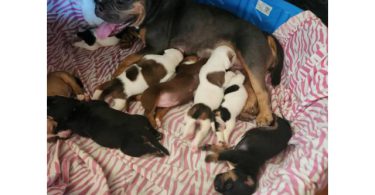 8 Pocket Bully puppies available