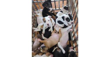 8 Pocket Bully puppies available