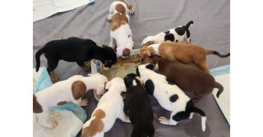 8 Pocket Bully puppies available