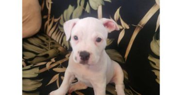 8 Pocket Bully puppies available