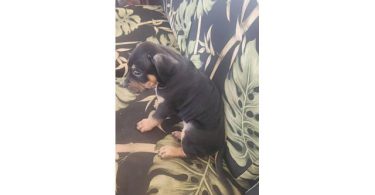 8 Pocket Bully puppies available