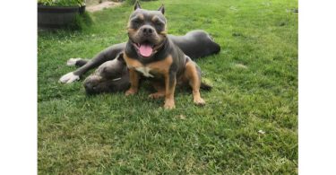 8 Pocket Bully puppies available