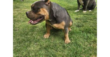 8 Pocket Bully puppies available