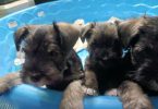 2 liver-colored Schnauzer puppies available