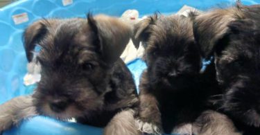2 liver-colored Schnauzer puppies available
