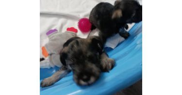 2 liver-colored Schnauzer puppies available