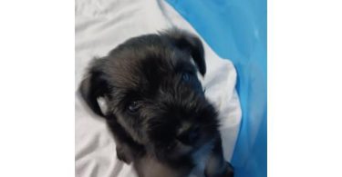 2 liver-colored Schnauzer puppies available
