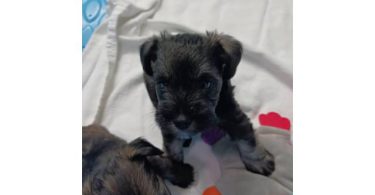 2 liver-colored Schnauzer puppies available