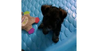 2 liver-colored Schnauzer puppies available