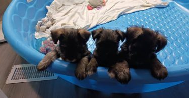 2 liver-colored Schnauzer puppies available