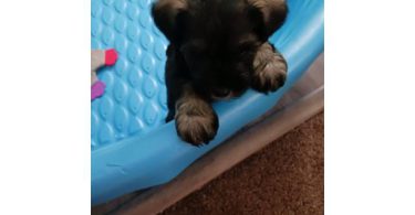 2 liver-colored Schnauzer puppies available