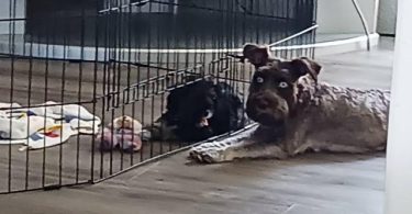 2 liver-colored Schnauzer puppies available