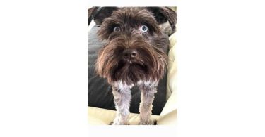 2 liver-colored Schnauzer puppies available