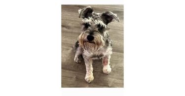2 liver-colored Schnauzer puppies available