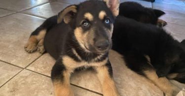 6 Shepsky puppies need a home