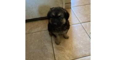 6 Shepsky puppies need a home