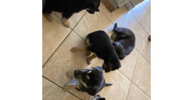 6 Shepsky puppies need a home
