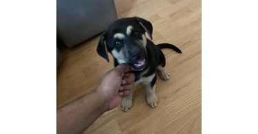 6 Shepsky puppies need a home