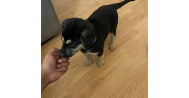 6 Shepsky puppies need a home
