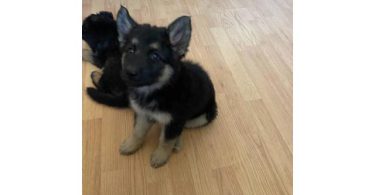 6 Shepsky puppies need a home