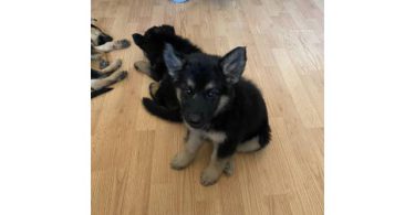 6 Shepsky puppies need a home