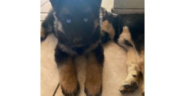 6 Shepsky puppies need a home