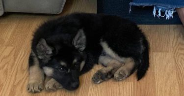 6 Shepsky puppies need a home