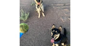 6 Shepsky puppies need a home