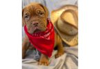 6 weeks old Dogue de Bordeaux pups