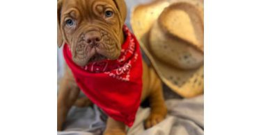 6 weeks old Dogue de Bordeaux pups