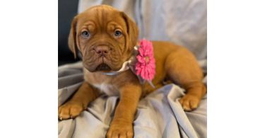 6 weeks old Dogue de Bordeaux pups