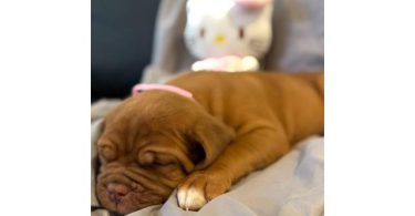 6 weeks old Dogue de Bordeaux pups