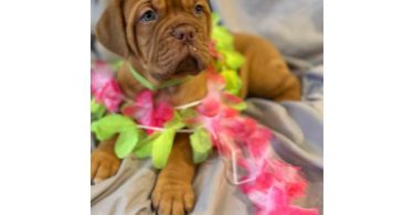 6 weeks old Dogue de Bordeaux pups
