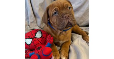 6 weeks old Dogue de Bordeaux pups