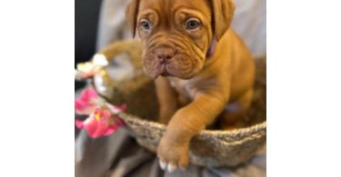 6 weeks old Dogue de Bordeaux pups