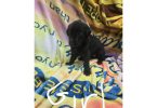 7 beautiful Golden Retriever x German Shepherd puppies