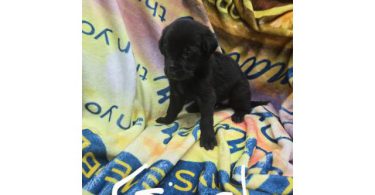 7 beautiful Golden Retriever x German Shepherd puppies