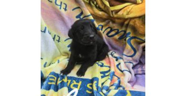 7 beautiful Golden Retriever x German Shepherd puppies