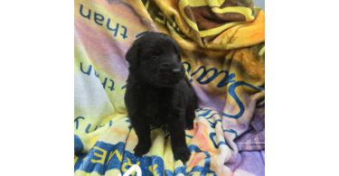 7 beautiful Golden Retriever x German Shepherd puppies