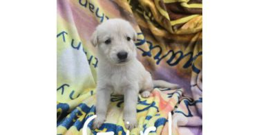 7 beautiful Golden Retriever x German Shepherd puppies