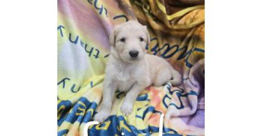 7 beautiful Golden Retriever x German Shepherd puppies