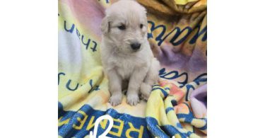 7 beautiful Golden Retriever x German Shepherd puppies