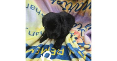 7 beautiful Golden Retriever x German Shepherd puppies