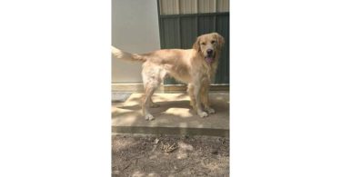 7 beautiful Golden Retriever x German Shepherd puppies