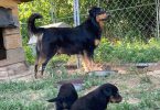 English Shepherd stock puppies for sale