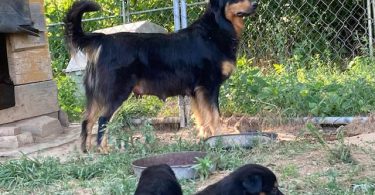 English Shepherd stock puppies for sale